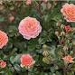 2026 Annual Garden Tour