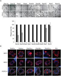 Cookies on the rab® website. An Overexpression Screen Of Toxoplasma Gondii Rab Gtpases Reveals Distinct Transport Routes To The Micronemes