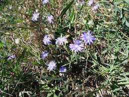 Image result for Lactuca imbricata