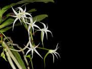 Image result for Cyrtorchis arcuata