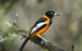 Colorful Birds When You Think About Pet Birds What Is One Defining Trait About Them That Comes To Mind If It S T Colorful Birds Pet Birds Animals Beautiful