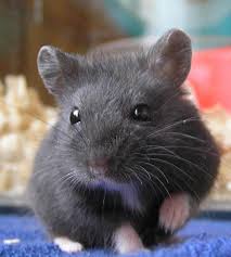 Tetapi untuk melengkapi dan kamu nggak bosan maka secara bertahap admin akan tentunya perlu update supaya kalian merasa senang serta pastinya tidak akan jenuh jika mengunjungi wabsite kita yang sederhana ini. Hamster Hitam 28 Gambar Baka Hamster Hitam Terutama Sifat Dan Kandungan Mereka