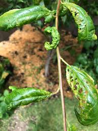 Curly Leaf Disease Plum Tree 462397 Ask Extension