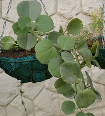 Image result for Cissus rotundifolia