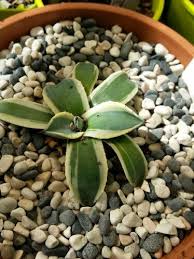 Agave Parryi Cream Spike Agaves Succulents Agave