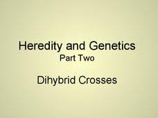 Chapter 10 dihybrid cross worksheet answer key rabbits. Dihybrid Cross Lesson Plans Worksheets Lesson Planet