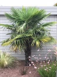 Commandez et bénéficiez d'une livraison rapide de votre serre de jardin à domicile, en point retrait. Palmier Resistant Au Gel 4 Belles Varietes Pour Le Nord