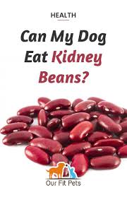 Can My Dog Eat Kidney Beans Our Fit Pets Beans Dog Eating Kidney Beans