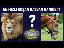 Dunyanin En Hizli Kosan Hayvani Hangisidir The Quiz Show Aklinda Olsun Youtube