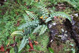 Image result for Asplenium aethiopicum