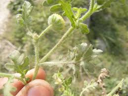 Image result for Grangea