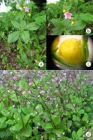 Image result for Talinum fruticosum