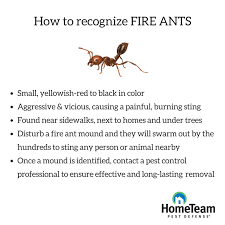 Don T Get Burned Tips To Prevent Fire Ants Hometeam Pest Defense In 2020 Fire Ants Ant Infestation Prevention