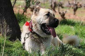 hizli resim hizli ve kolay resim paylasimi resim yukle resim paylas kangal dog dogs dog breeds