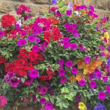 Its crisp charcoal gray finish is coated with uv inhibitors to minimize fading. Window Box Trough Blooming Baskets