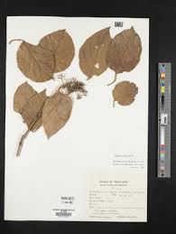 Image result for Premna mooiensis