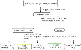 Image result for Phyllanthus pentandrus