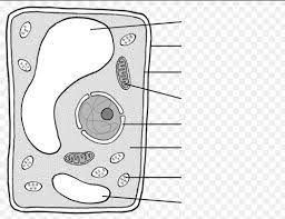 Maybe you would like to learn more about one of these? Plant Cell Labelling Diagram Quizlet