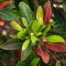 Their oblong shapes seem to swirl about the trunk, in dense fashion, to give it a highly textural appearance. How To Choose The Best Evergreen Shrub For Your Garden