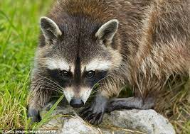 Cabbages Raccoons And Bullfrogs On List Of Invasive Species Banned Raccoon British Wildlife Invasive Species