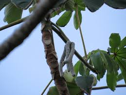 Image result for Cecropia pachystachya