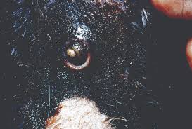 Image result for what do Mallophaga look like in dog fur