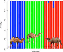How fast can a camel run. The History Of Old World Camelids In The Light Of Molecular Genetics Springerlink