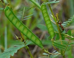 Image result for Chamaecrista gracilior