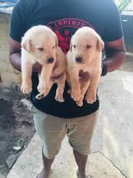 Buy labrador for sale ckc/kasl registered. Labrador Puppies In Sri Lanka Siyaluma Lk