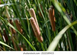 Image result for Typha capensis
