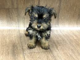 Get quotes for petting zoos in lancaster, ohio and book securely on gigsalad. Yorkie Chon Dog Male Blk Tan 2391177 Petland Lancaster Ohio