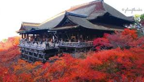 Maybe you would like to learn more about one of these? Fujiwara Palace Ruins Nara S Flower Field Paradise Plingthinks