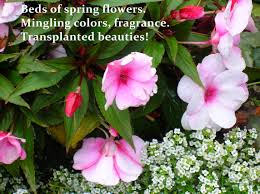 The essence of haiku is cutting (kiru). Flower Haiku My Poetic Path