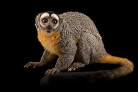 Bird That Sounds Like A Monkey At Night Three Striped Night Monkey Monkey Species Primates Animals