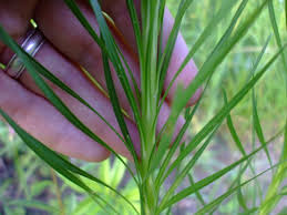 Image result for Pycnostachys schliebenii