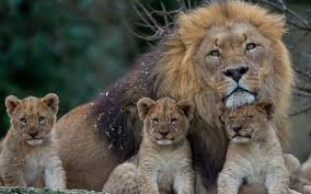 Resultat De Recherche D Images Pour Lionceau Fond D Ecran Dieren Wilde Dieren Katachtigen