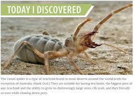 Camel spider pictures and information. Thanks I Hate Desert Spiders Tihi