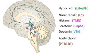 1, verlängertes rückenmark (medulla oblongata). 21 Hypnotika Und Stimulanzien Karteikarten Quizlet