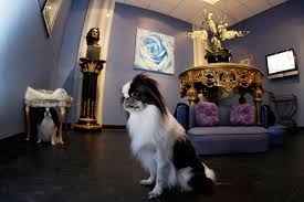 Check spelling or type a new query. 10 Best Dog Boarding Locations In The United States Luxury Pet Hotels