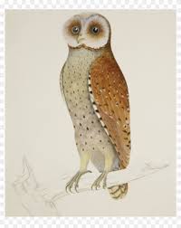 Lukisan cat air hummingbird menggambar, burung kolibri, lukisan burung biru dan merah muda, poster, bertulang belakang png. Warna Lukisan Burung Hantu Clipart 4612054 Pikpng