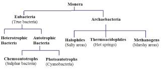 give a brief classification flow chart of monerans on the