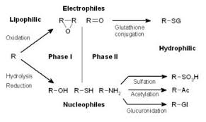 phase i vs phase ii metabolism pharmacology medbullets