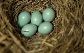 Birds And Their Eggs Pictures Wild Birds Unlimited How Birds Color Their Eggs Naturally Wild Birds Unlimited Wild Birds Hanging Bird Feeders