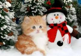 Christmas Kitty Christmas Cat Animals Kitty Kitten Wallpaper Christmas Animals Christmas Cats