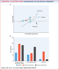 Image result for Loop Diuretic