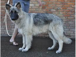 We currently carry the following purebred shiloh shepherd puppies for sale. Shiloh Shepherd Puppies Puppy Dog Gallery