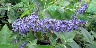 We did not find results for: The Buddleja Garden Podaras Flutterby Hinebud