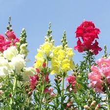 Get Rid Of The Monday Blues With These Gorgeous Antirrhinums Longacres Longacresgardencentre Surrey Bagsh Garden Center Flowers Garden Shop
