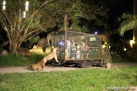 An Adventure At Mara River Safari Lodge Bali Lup Wai Parent Whisperer Safari Lodge Safari Tour Safari
