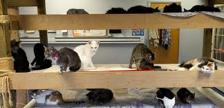 (sent in by paul chapin) a pounce of cats. A Closer Look At Animal Hoarding Help Victims Aspca